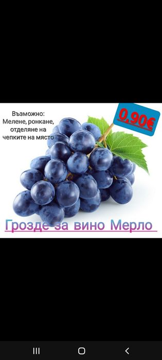 Гразде за вино Мерло от  лозя в Лясковец