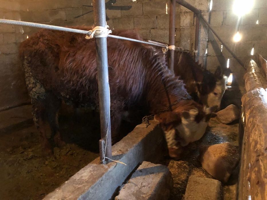 Бука сатылады   .