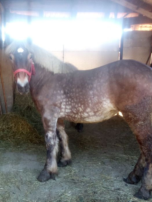 Vând mânză 8 luni foarte cuminte