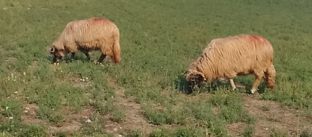 Vând oi bune de ținut
