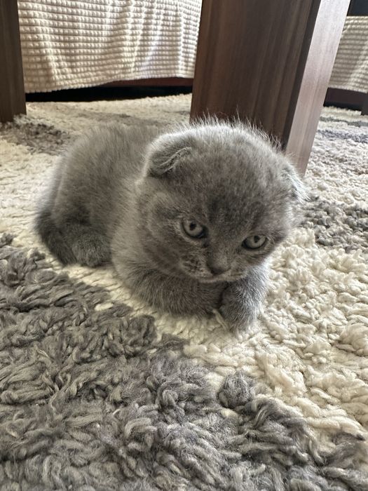 Британски късокосмести клепоухи