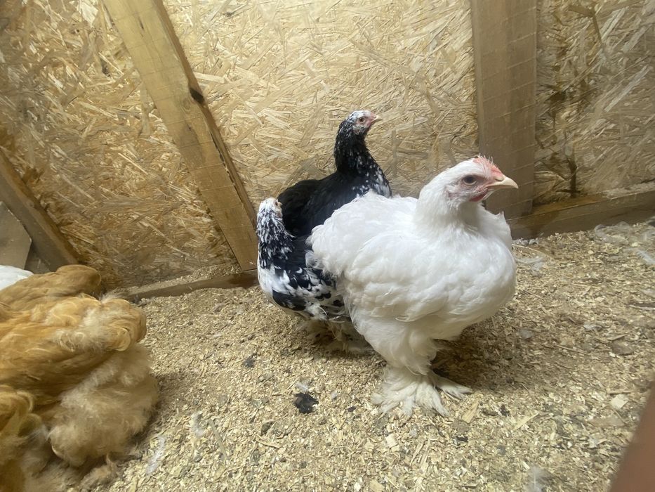 Продам цыплят подрошеных кохинхин