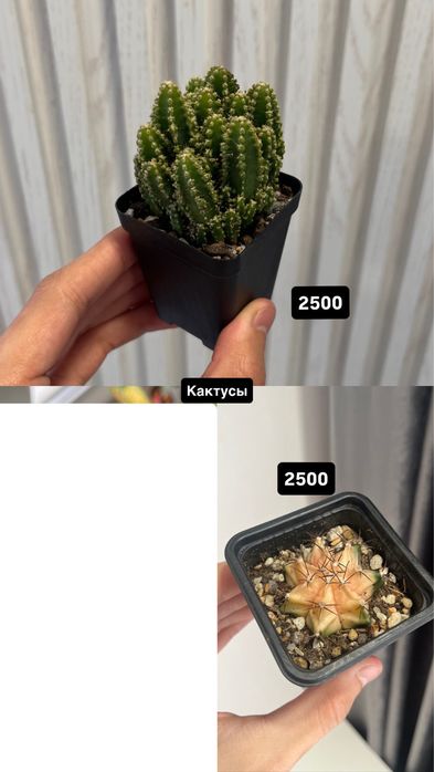 Разные комнатные растения