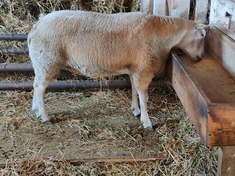 Vand berbec texel