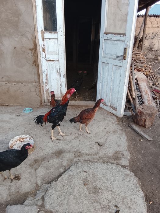 Дакан кораз сатылад