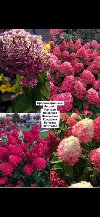 Красивые цветы для вашего сада