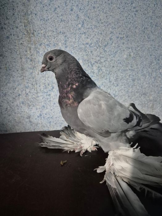 Продаются Старопородные сизые голуби