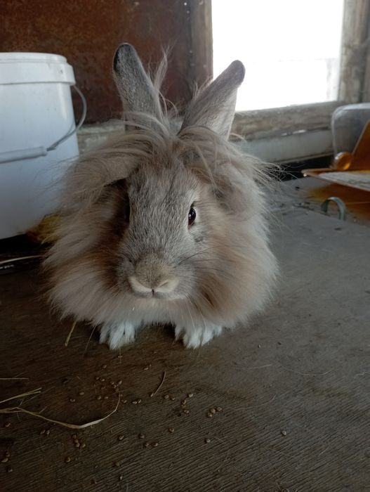 Продаю кроликов  недорого