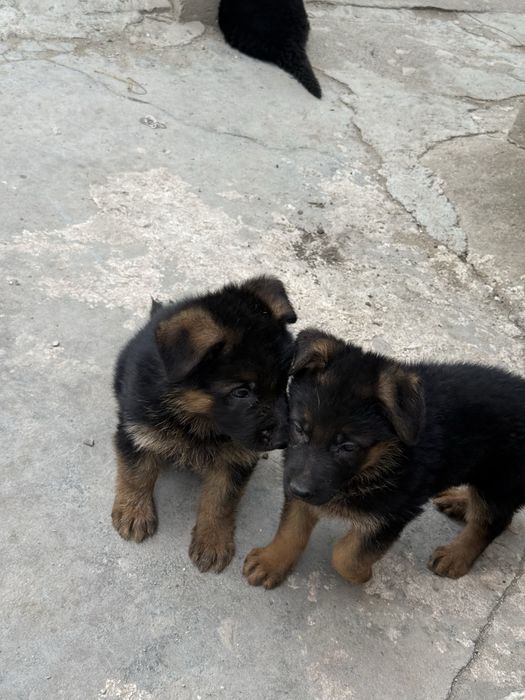 Малки немски овчарки