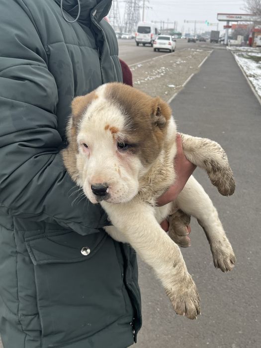 Алабай күшік сатылады