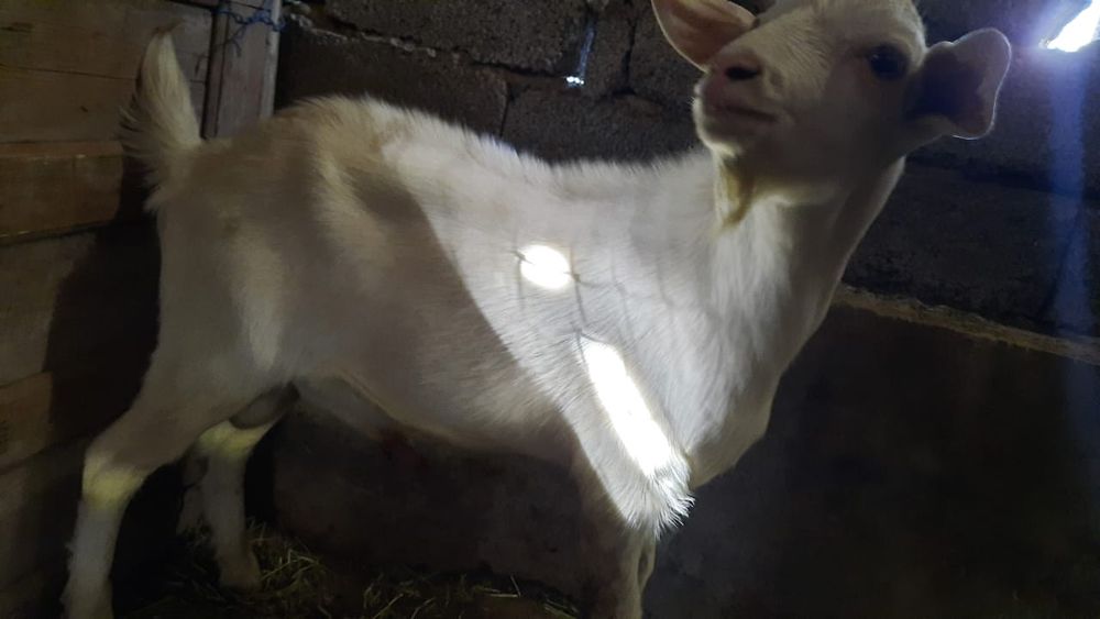 Козел Нубайский 8 мес