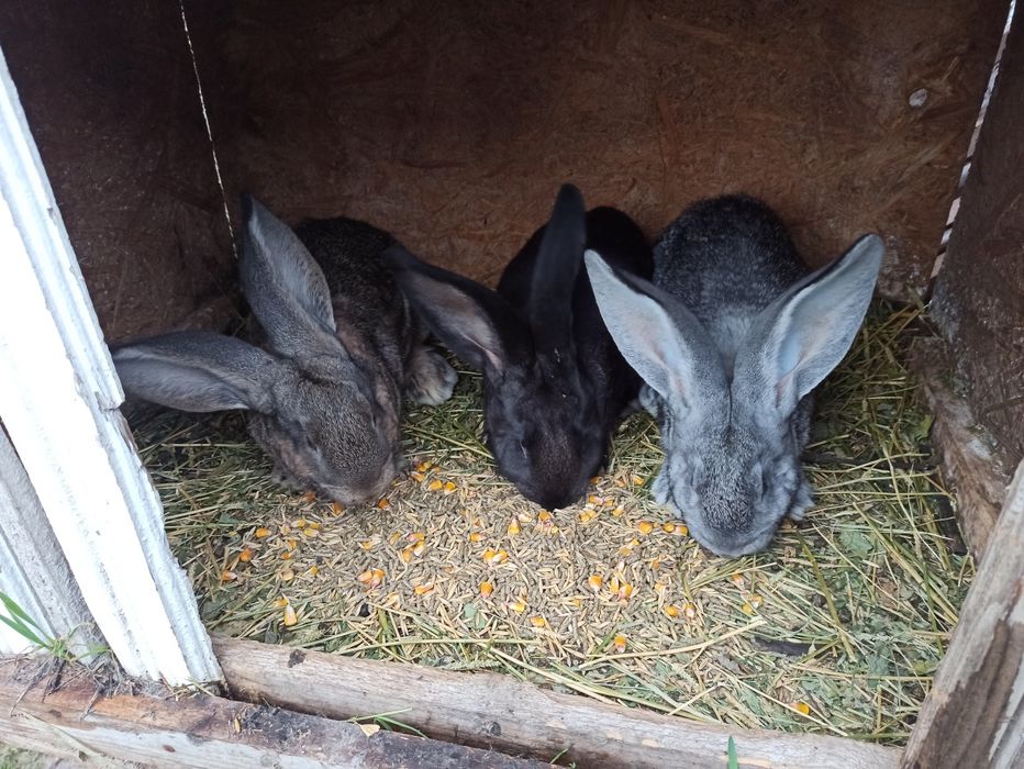 Iepuri uriaș german