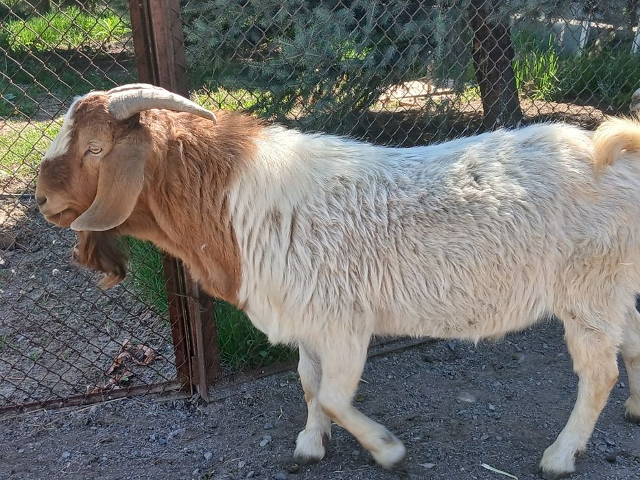 Ағылшын-нуб ешкі