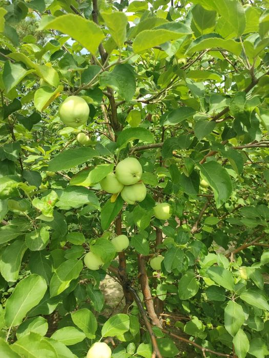 Продам дачу на Солнечной долине.