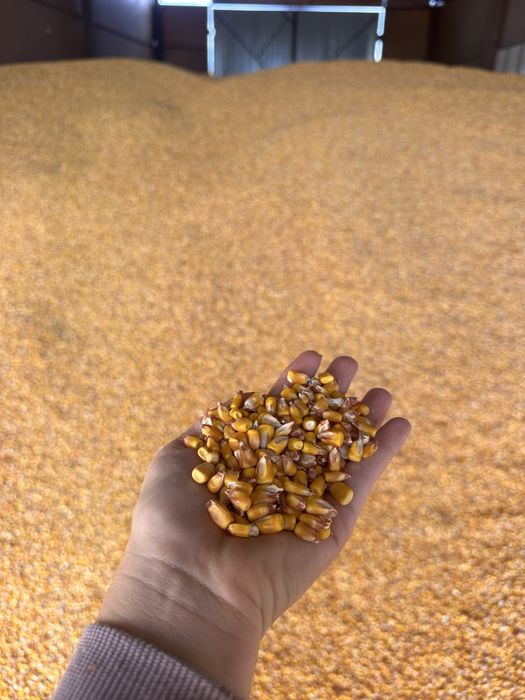 Porumb productie 2025