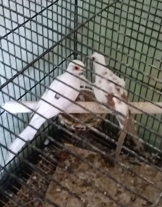 Turturele diamant si răzătoare