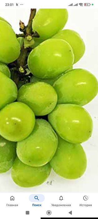 Виноград, сорт,,Шайн мускат,,