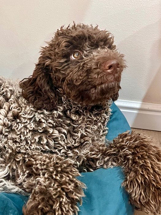 Лаготто-романьоло