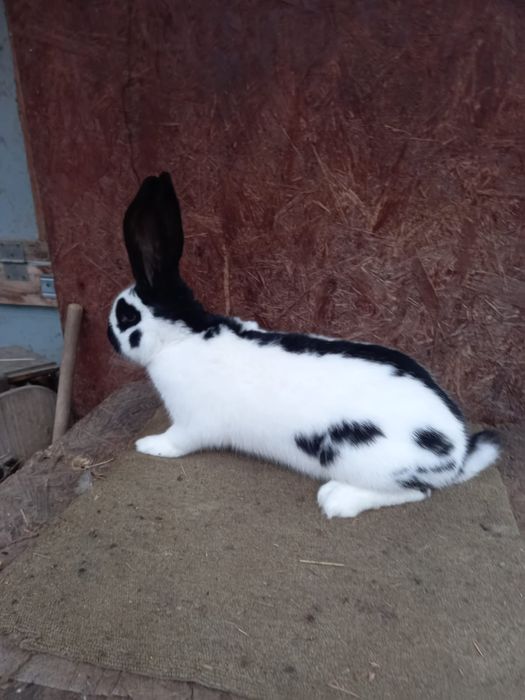 Femele fluture german