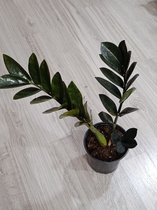 Продам неприхотливые комнатные цветы