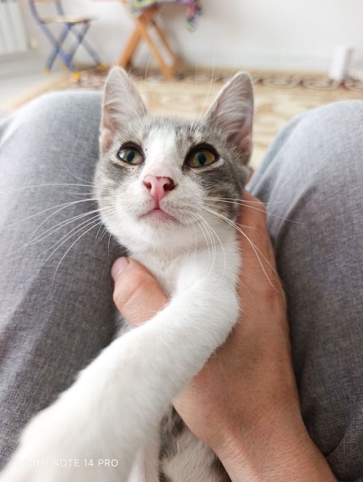 Котенок в добрые руки