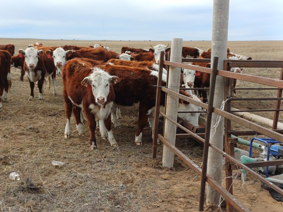 Продам племенных тёлок