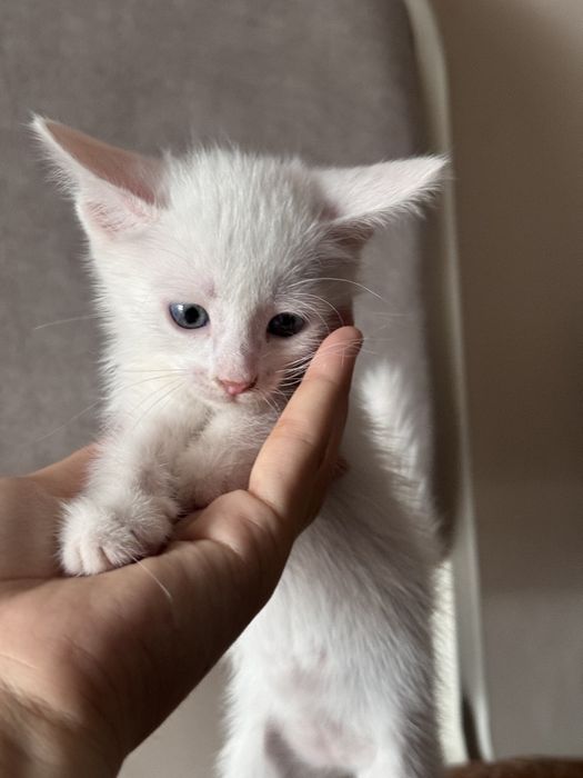 Отдаем котят в хорошие руки