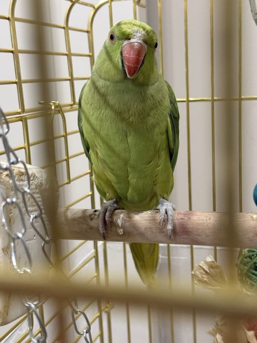 Продадим в хорошие руки