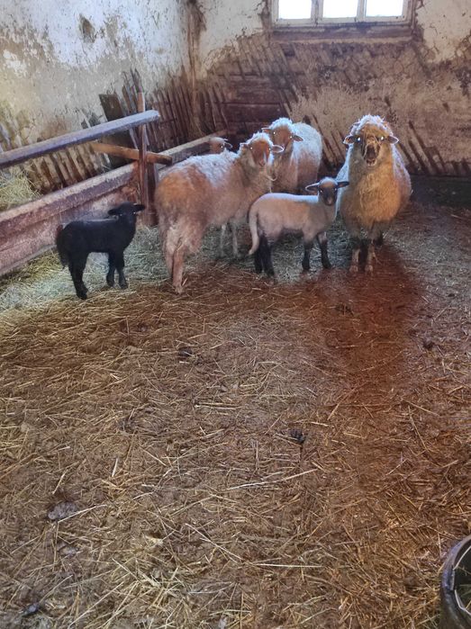 De vânzare oițe tinere