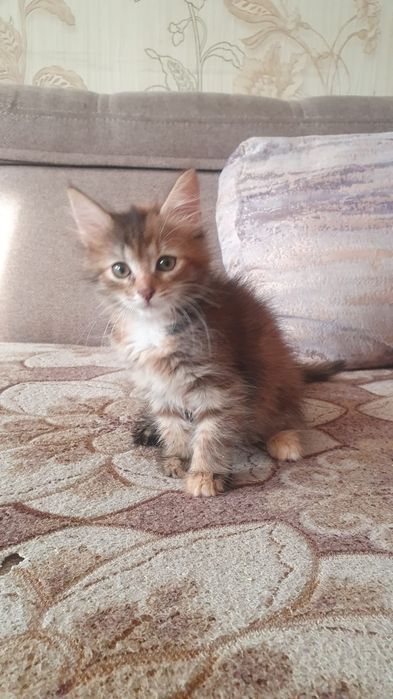 Отдам котят в добрые руки