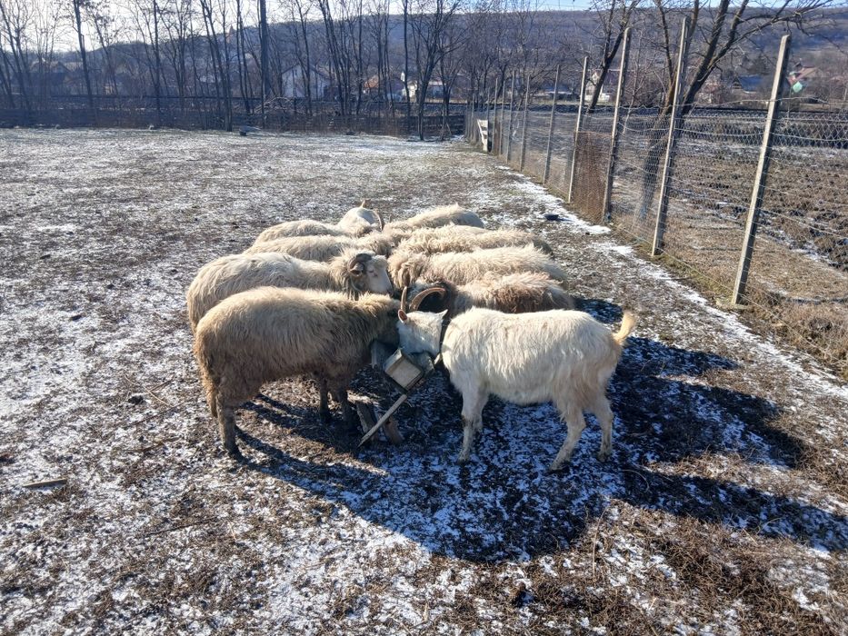 Oi si doua capre de vanzare