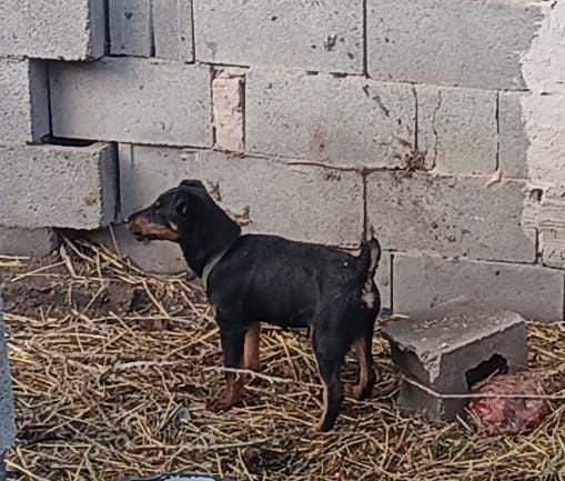 Продается ягтерер