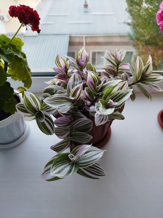 Традесканция. Идеальный комнатный цветок.