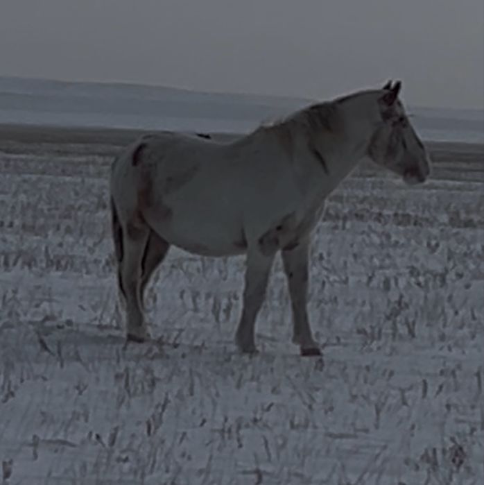 Айғыр сатылады уйір ұстайды полутяж 12 жасар 50бас смела ұстайды