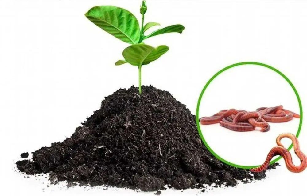 BIOGUMUS (бИОГУМУС) tabiy o'g'it