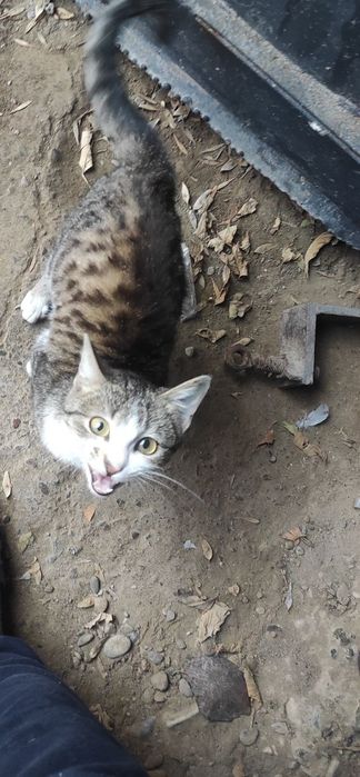 Пристройство животных