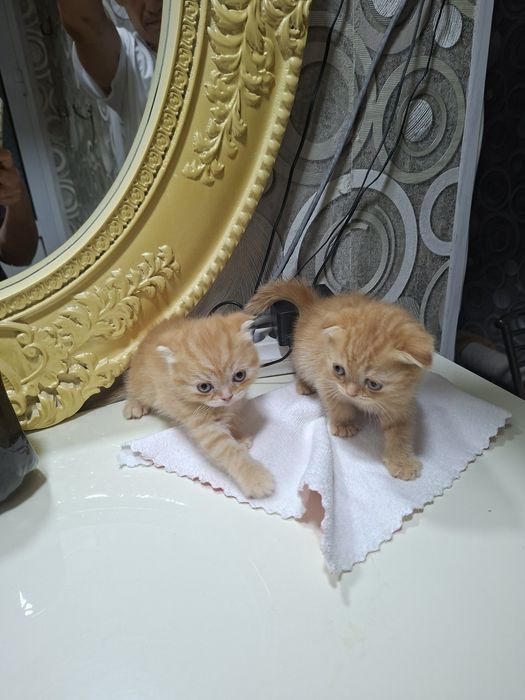 Вислоухие вислоухая Котята кошки шотландски(е)(й) котёнок шотландская