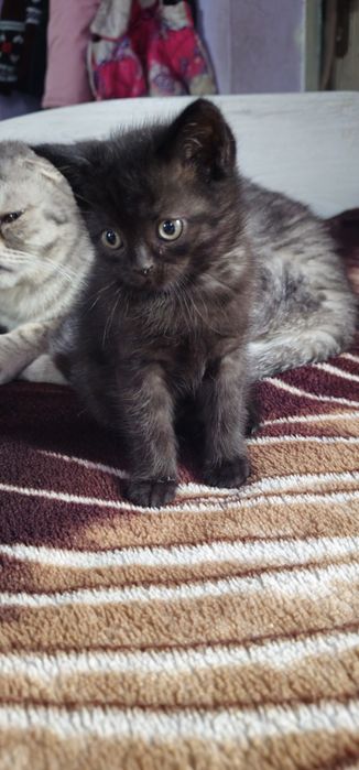 Скоттиш страйт девочка