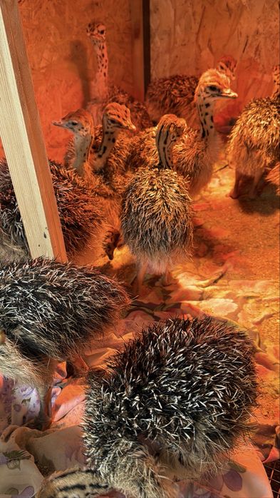 Чёрные африканские страусята страус