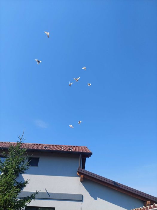 Turturele diamant,razatoare.. jucători de Botoșani