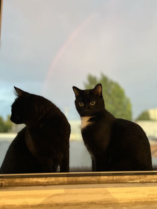 Отдам кота в хорошие руки