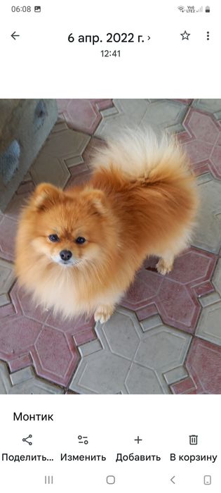 Пропал шпиц рыжий