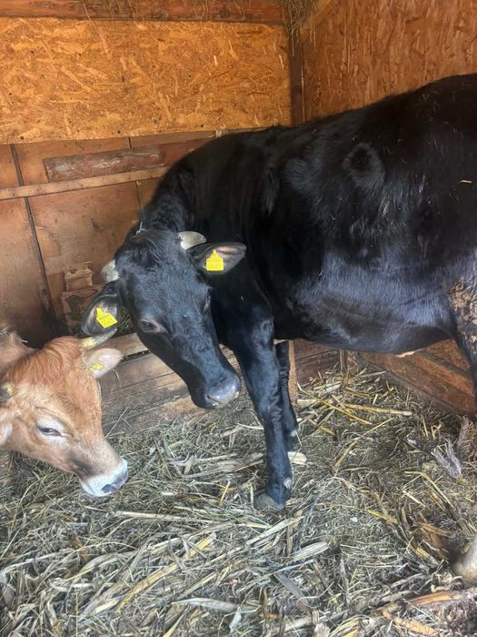 vand doua vacute gestante de aproape 2 ani