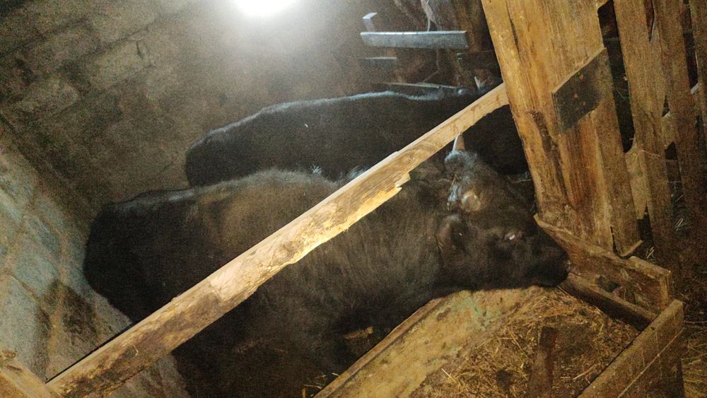 Продам одного быка