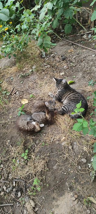 Мурлыкающие комочки счастья ищут дом