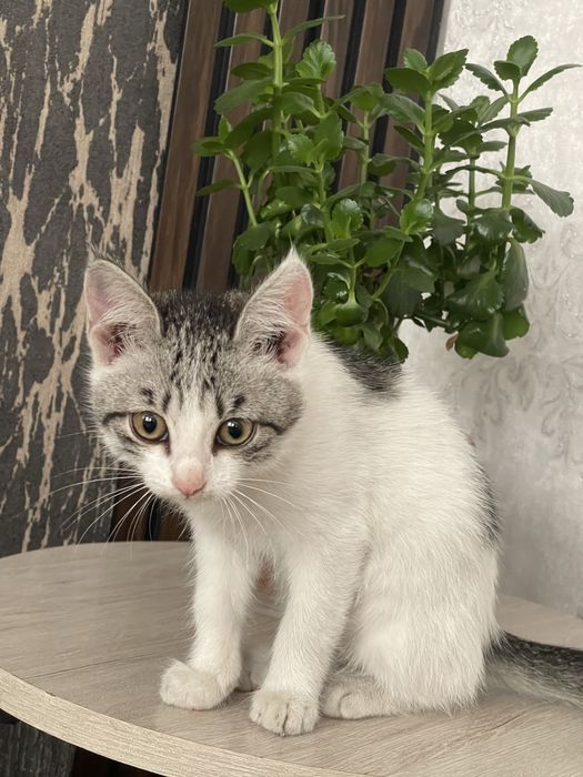 Отдам котенка в добрые руки