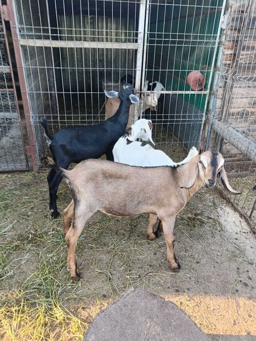 Vând Țapi Anglonubieni in vârsta de 3 luni și jumătate. Preț 1200 lei