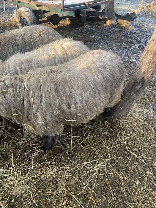 Berbeci rasa cu carne