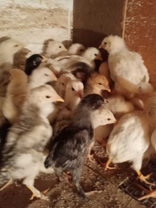 Балапандар Цыплята на продажу