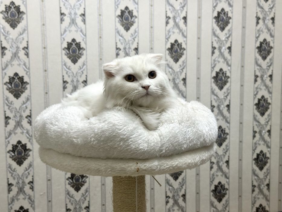 Кошка Скоттиш-фолд